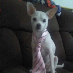 Meet your Posher, Ann